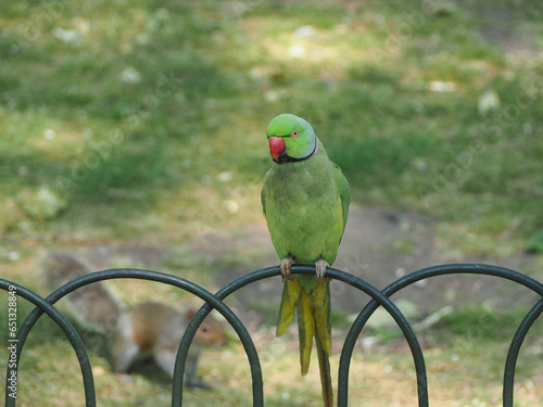 green parakeet parrot scient. name Psittacara holochlorus bird a photo