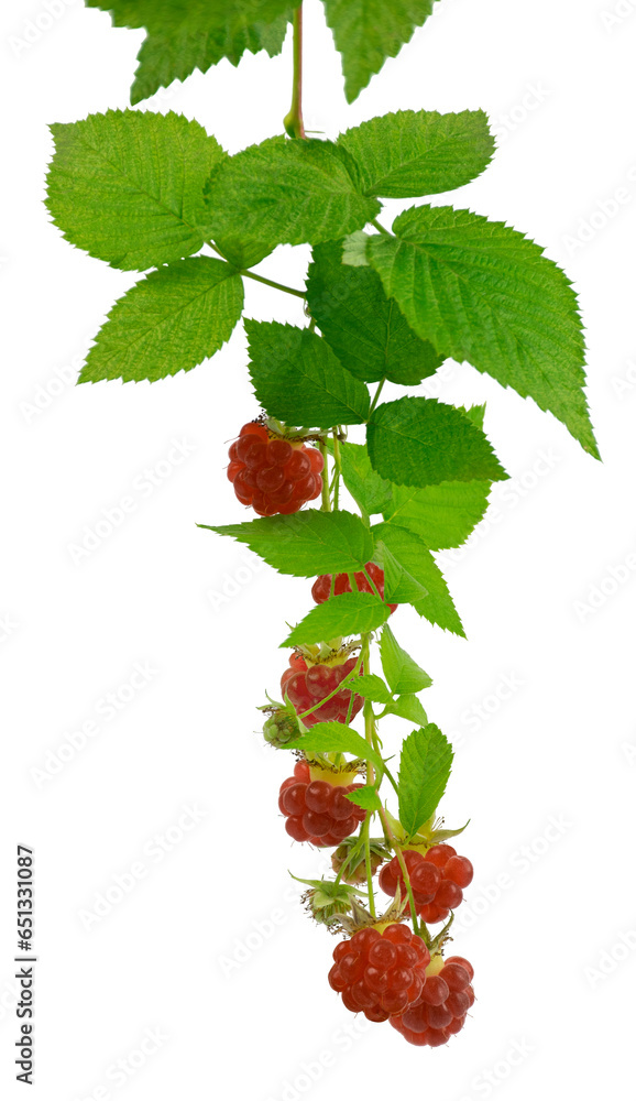 Raspberry with leaves on transparent, png. Ripe raspberries . Antiviral treatment. Coronavirus prevention.raspberry bush