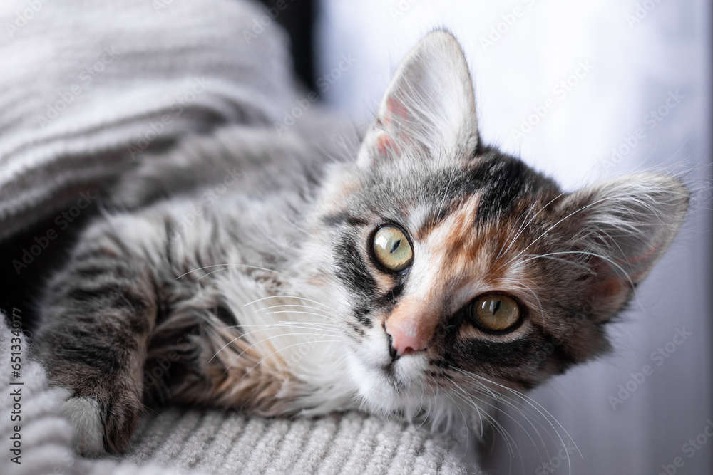Gray little kitten resting on the windowsill and wrapped in a warm blanket, close-up, soft selective focus Gray little kitten resting on the windowsill and wrapped in a warm blanket, close-up, soft selective focus