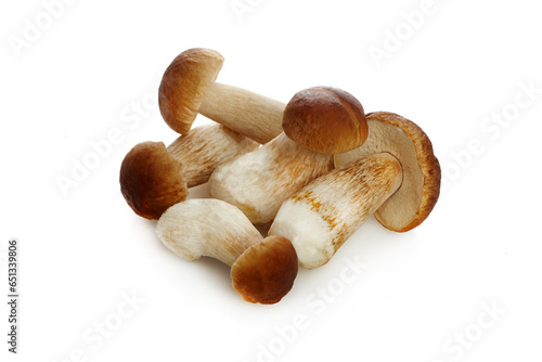 Boletus mushroom isolated on white background. King bolete. photo