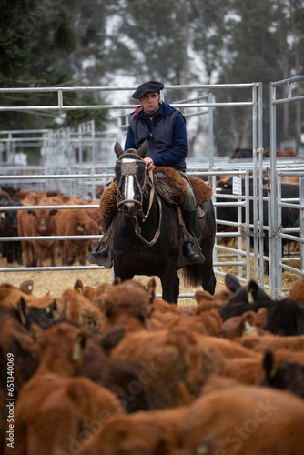 working with cattle in a ranch in center argentina