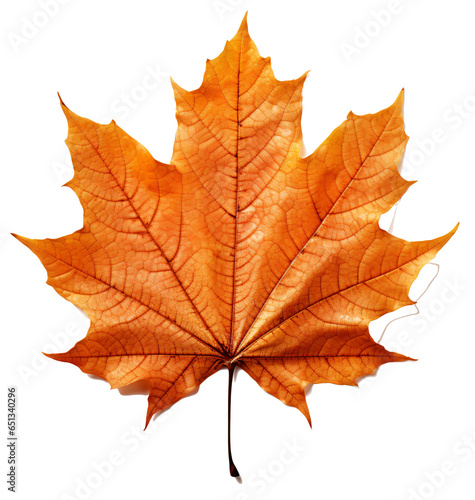 Red and orange autumn maple eaf, isolated on the transparent background PNG.