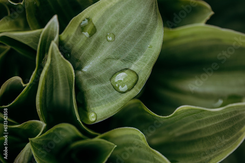 water drop on leaf
