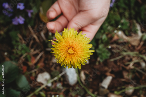 hand holding dandelion