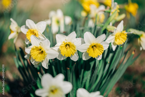 spring daffodils yellow flowers