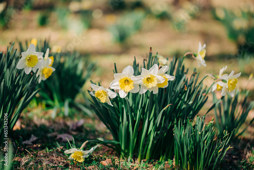 daffodils in spring