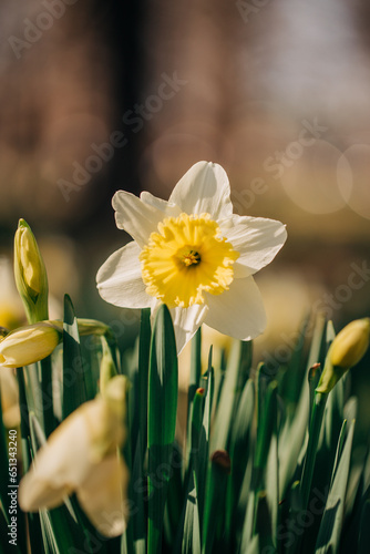 daffodils in a garden