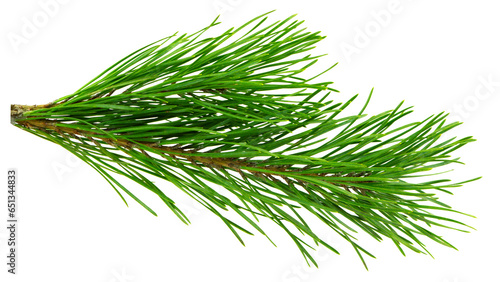 green branch of a pine tree. Christmas tree branches. Coniferous tree branch . Pine branch on transparent, png photo