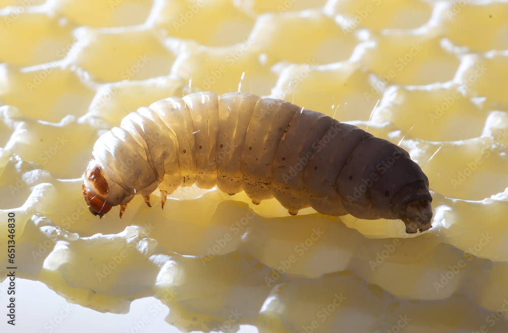 Naklejka premium The greater wax moth Galleria mellonella