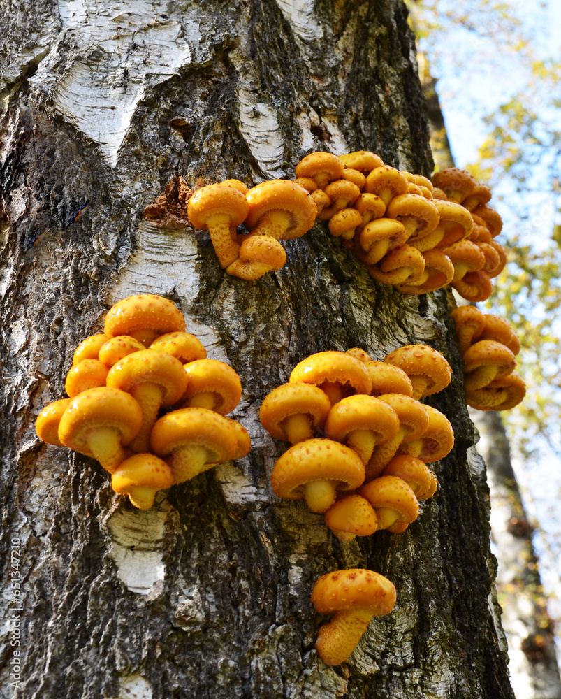 Pholiota aurivella yellow mushrooms on a birch tree bark. It is a species of fungus in the family Strophariaceae,native forest of New Zealand, Canada and United States.Selective focus. Pholiota aurivella yellow mushrooms on a birch tree bark. It is a species of fungus in the family Strophariaceae,native forest of New Zealand, Canada and United States.Selective focus.