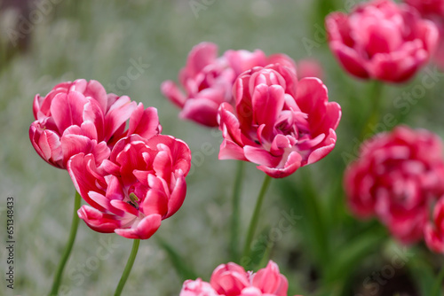 Wallpaper Mural Flowers in a flower bed tulips. Greening the urban environment. Background with selective focus Torontodigital.ca