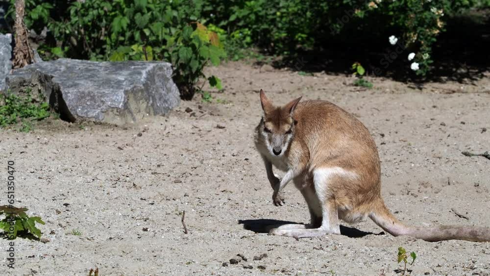 The agile wallaby, Macropus agilis also known as the sandy wallaby is a species of wallaby found in northern Australia and New Guinea.