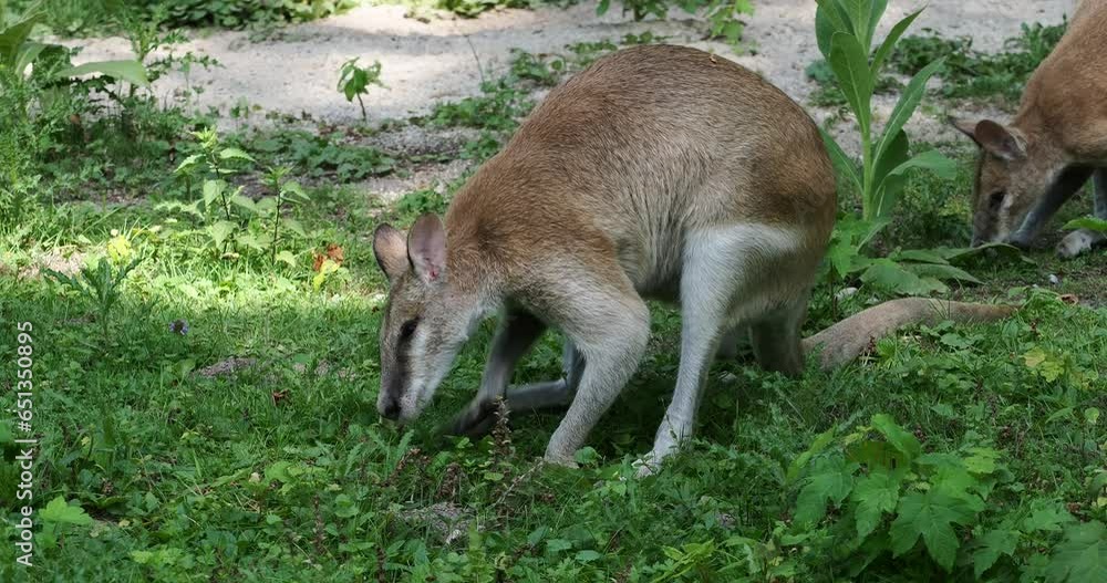 The agile wallaby, Macropus agilis also known as the sandy wallaby is a species of wallaby found in northern Australia and New Guinea. The agile wallaby, Macropus agilis also known as the sandy wallaby is a species of wallaby found in northern Australia and New Guinea.