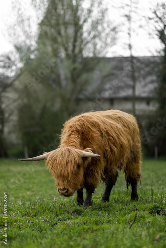scottish highland cow