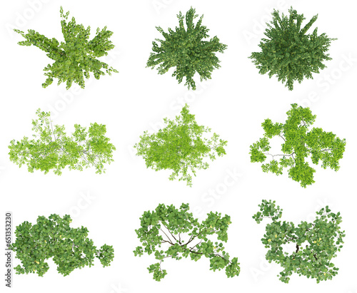 Set of green outside tree on top view isolated on transparent background, 2d plants, 3d render illustration.