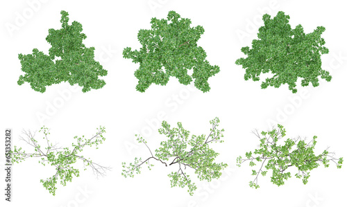 Set of green outside tree on top view isolated on transparent background  2d plants  3d render illustration.
