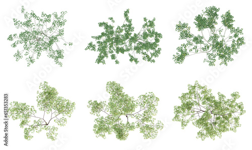 Set of green outside tree on top view isolated on transparent background  2d plants  3d render illustration.