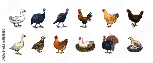 Domestic Chicken bird. Turkey, guinea fowl, goose, duck, quail. Hand drawn. Engraved Farm animal. Old monochrome sketch. Retro template.