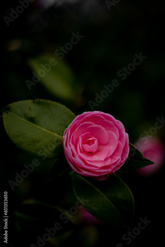 pink rose with drops