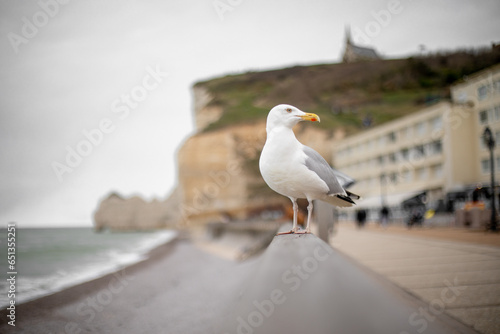 seagull on the beach