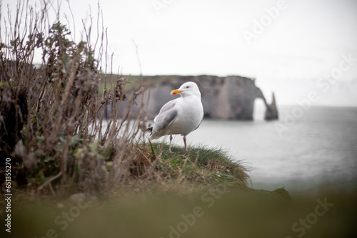 black headed gull