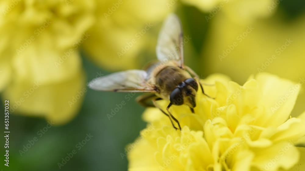 Common Drone Fly (Eristalis tenax) on inflorescence collecting pollen on big marigold macro close up footage Common Drone Fly (Eristalis tenax) on inflorescence collecting pollen on big marigold macro close up footage