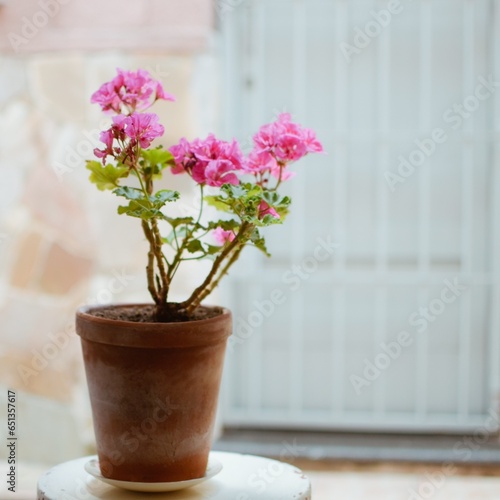 Maceta marrón con flores rosas en la puerta de una casa en Montevideo, Uruguay