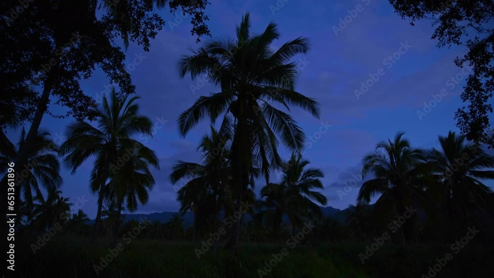 Palm and cocunut trees swaying in the wind at night. Silhouette tropical setting. Palm and cocunut trees swaying in the wind at night. Silhouette tropical setting.