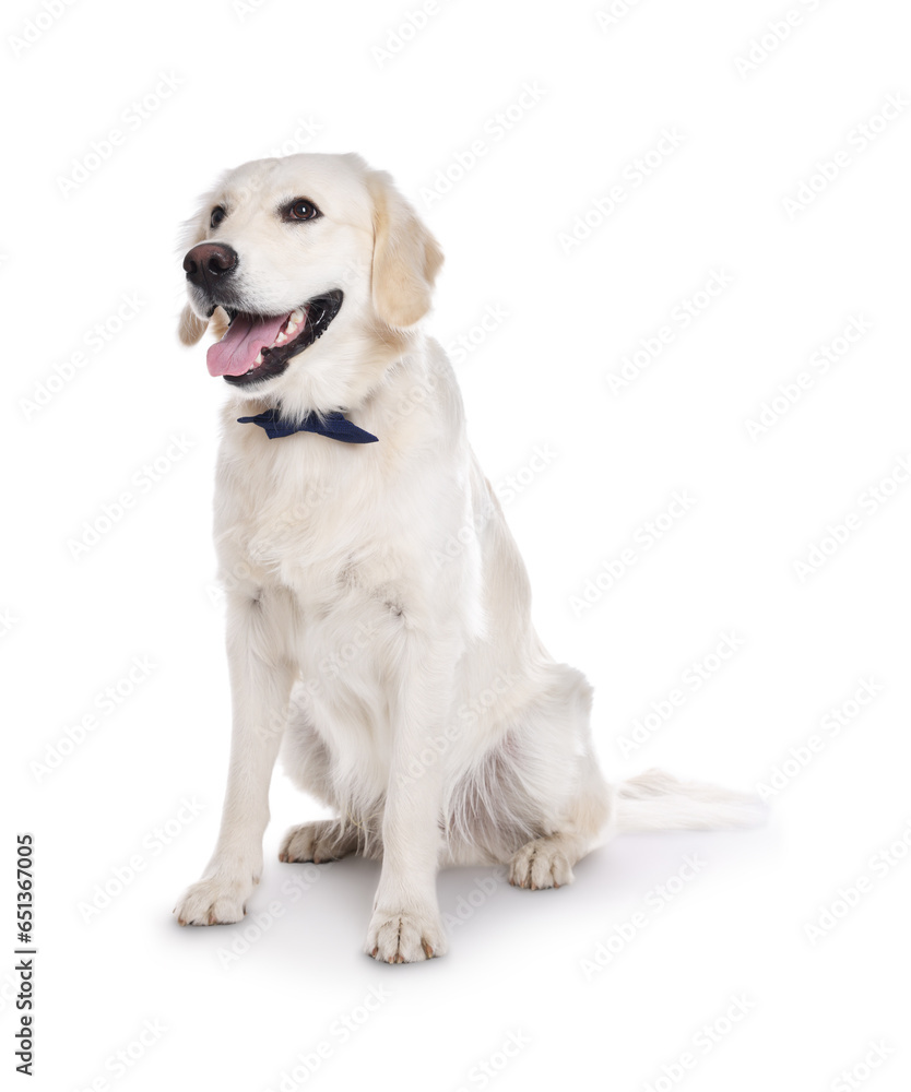 Cute Labrador Retriever with stylish bow tie on white background