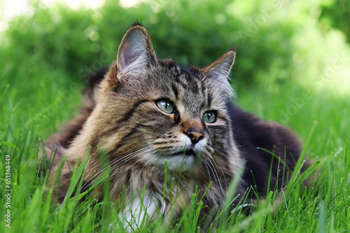 Eine Norwegische Waldkatze liegt entspannt im Gras