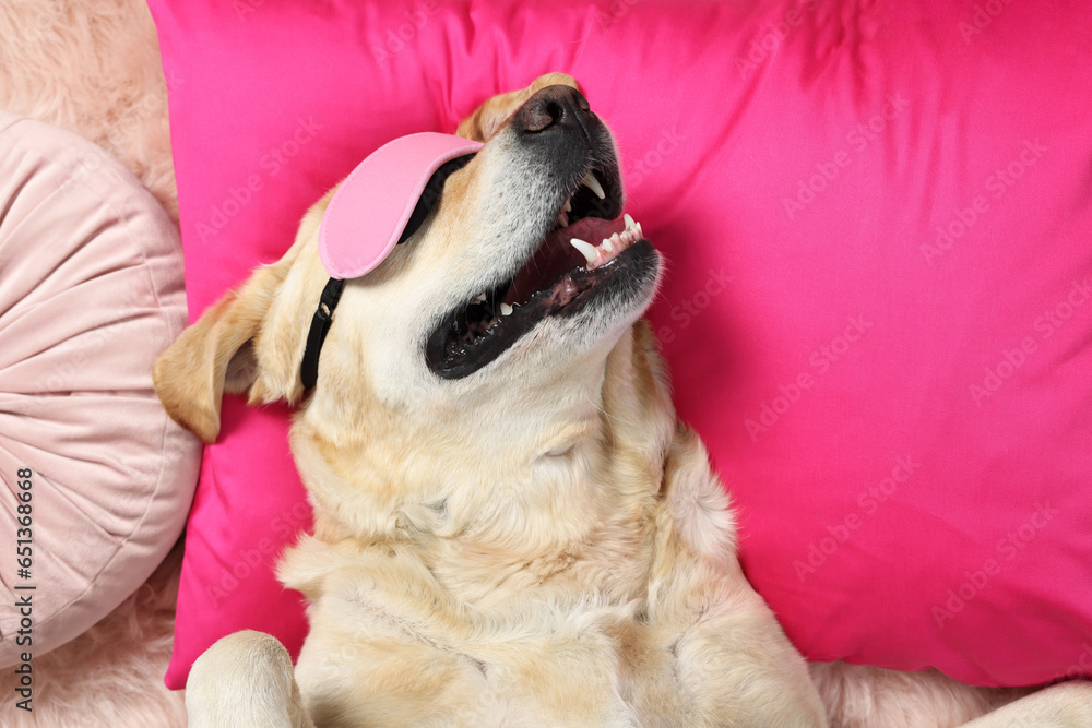 Cute Labrador Retriever with sleep mask resting on pink pillow, top view Cute Labrador Retriever with sleep mask resting on pink pillow, top view