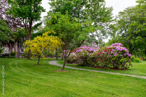 A gravel pathway through a lush green lawn with colorful flowering shrubs. There are tall green maple trees in bloom in the distance. The rhododendron bushes are pink, red, and purple in color. 