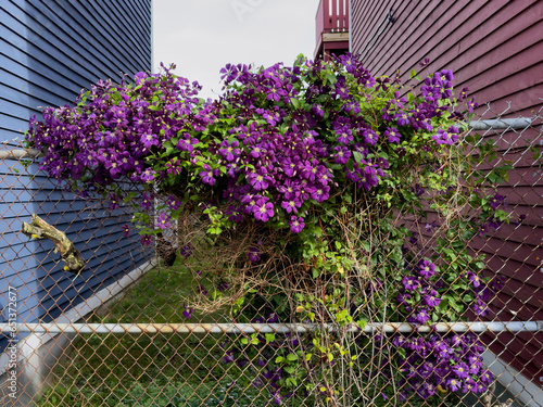 A purple clematis vine intertwined among a wire fence. The garden is between a tall blue wooden house and a vibrant red colored clapboard siding wall. The leaves on the climbing vine are deep green.  photo