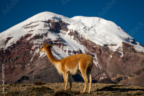 Vicuna in front of Chimborazo volcano