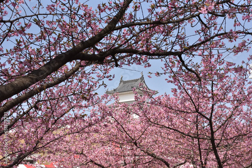 Wallpaper Mural 青空と城と桜 Torontodigital.ca