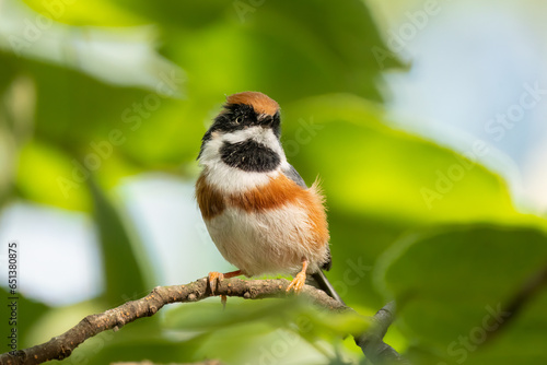 Close up of a black-throated bushtit (aegithalos concinnus) standing or sitting on a branch photo