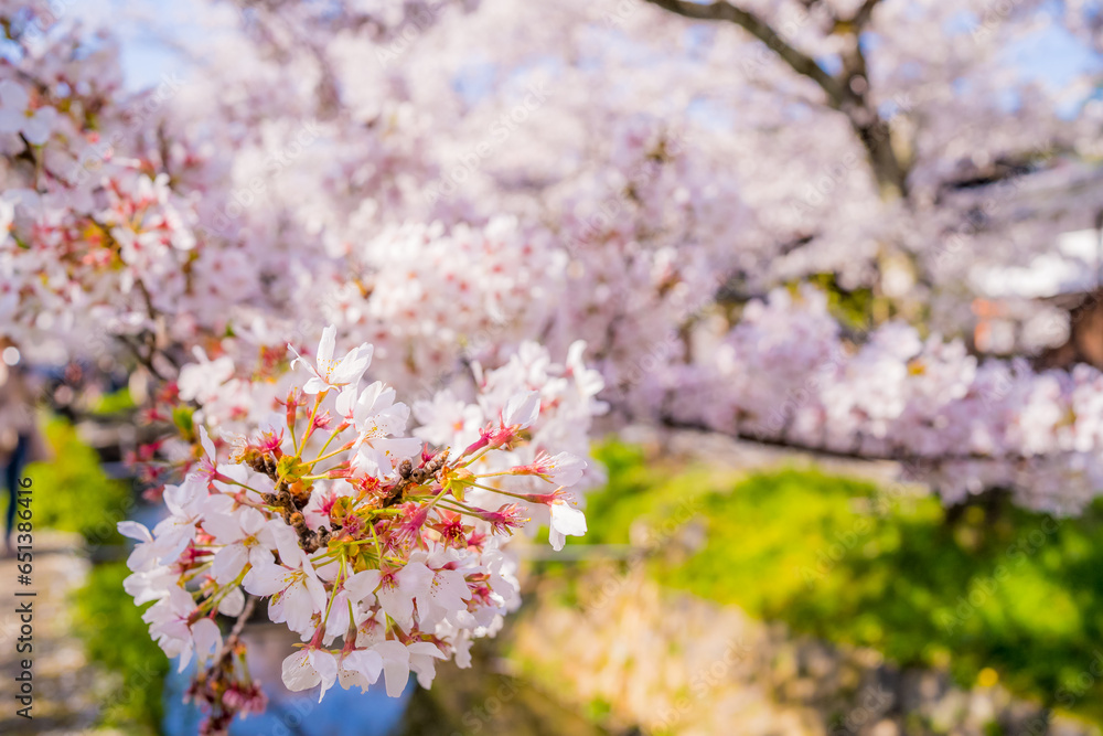 Cherry blossoms on Cherry blossoms on