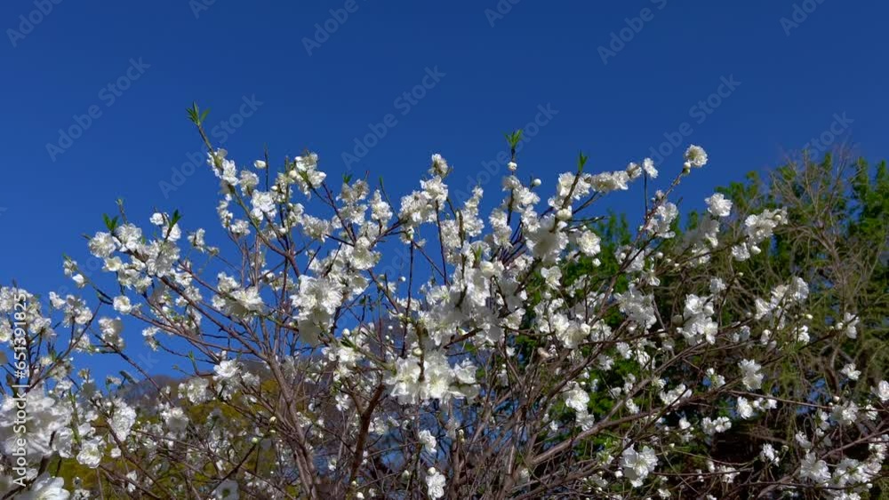 cherry blooms cherry blooms
