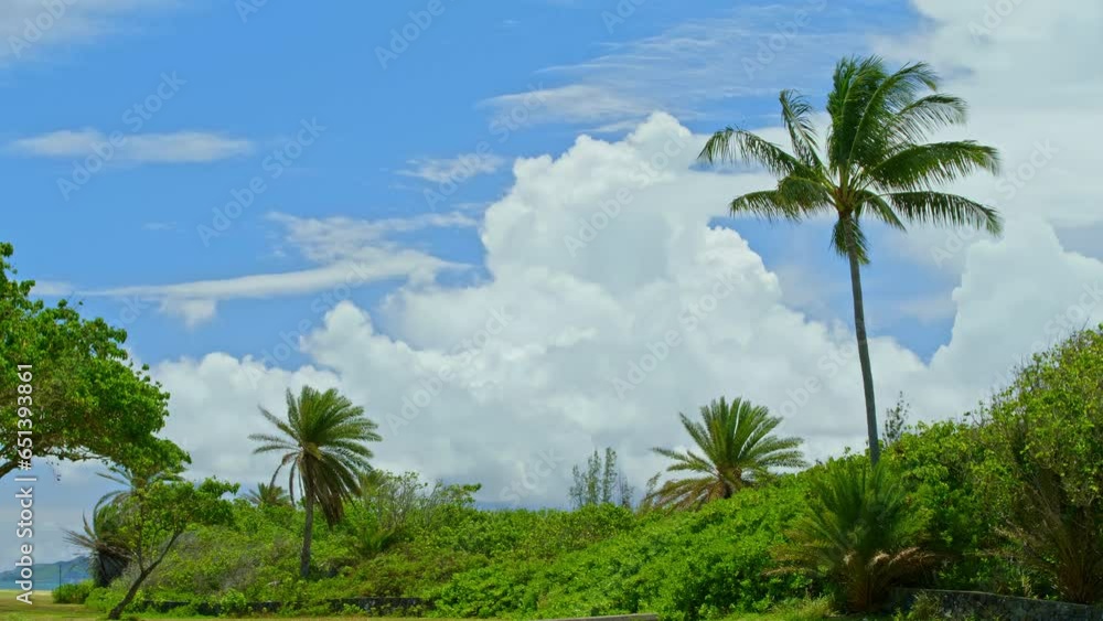 Trees on the beach blowing in the wind Trees on the beach blowing in the wind