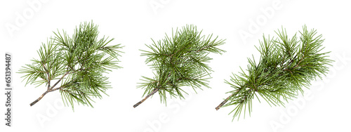 Set pine fir branches isolated on white background