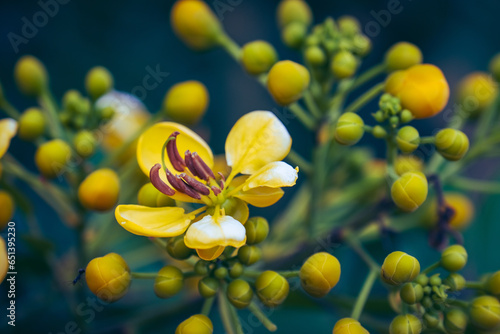 Close-up details of beautiful yellow flowers of the Cassia tree or Cassia garrettiana Craib, a type of tree that thrives in tropical environments with high humidity