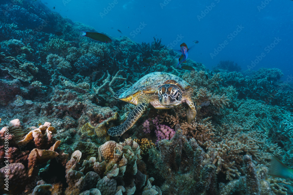 green sea turtle pose close to the healthy coral reef in australia green sea turtle pose close to the healthy coral reef in australia