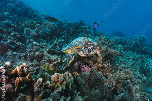 green sea turtle pose close to the healthy coral reef in australia