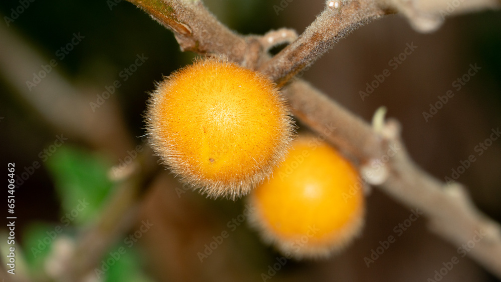 Yellow fruit of Solanum ferox or Solanum stramonifolium and name of Hairy-fruited eggplant. Fruit hanging on branches. Fruit is spherical and has soft hairs covering the entire area. Yellow fruit of Solanum ferox or Solanum stramonifolium and name of Hairy-fruited eggplant. Fruit hanging on branches. Fruit is spherical and has soft hairs covering the entire area.