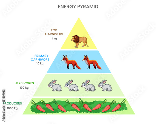 Energy pyramid or Food pyramid Shows energy flow through trophic levels, diminishing with each transfer