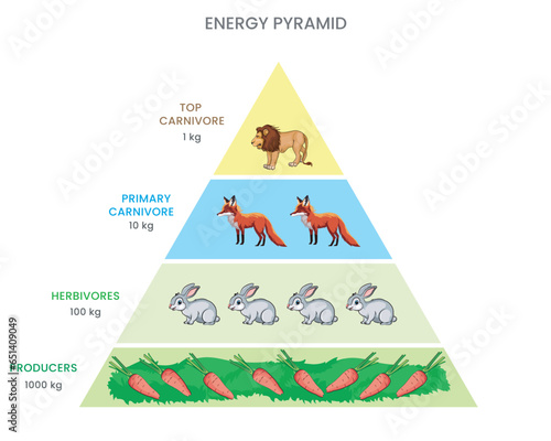 An energy pyramid, or animal food pyramid, illustrates energy flow through trophic levels in ecosystems, showing how it diminishes with each transfer.