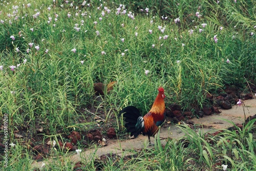 rooster in the grass