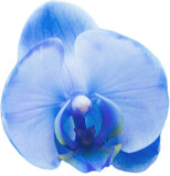Digital png illustration of blue orchid flower on transparent background
