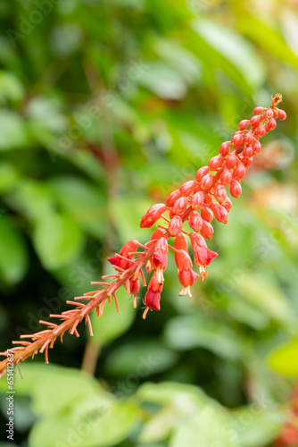 The bright red flowers of Lysiphyllum strychnifolium are a hardy, long-lived climbing plant that blooms in clusters at the tip of the shoots. Popularly planted as a large arbor for shade. photo