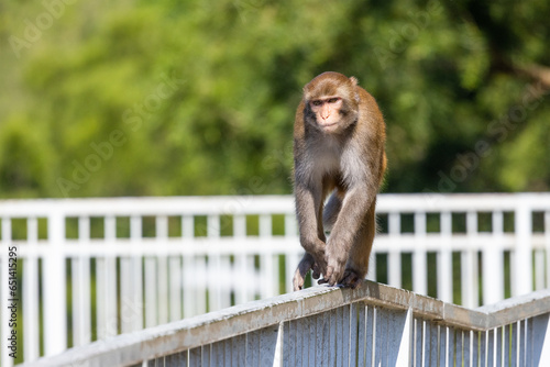 Wild monkey at mountain landscape © Borsa